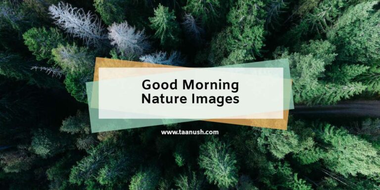 good morning nature featured image